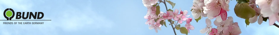 Apfelblüte
